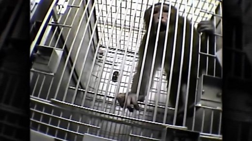 Animal Testing in 60 Seconds