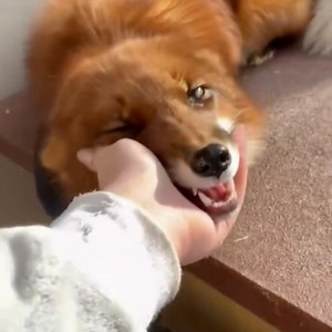 Watch this rescued fox shower his human friend with affection. 🦊💗 #FunChina #foryou #EcoCivilization #EcoFuture | China Plus South Africa