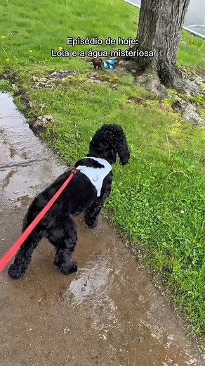Sniffing everything, walking through puddles, getting a little dirty — that’s how they explore the world. It’s not “gross,” it’s natural enrichment. 🌿🐶 Let them live a little. #LetDogsBeDogs #DogEnrichment #SniffWalks #HappyDog Deixa o cachorro ser cachorro. 🐾 Cheirar tudo, pisar em poça, se sujar um pouco — é assim que ele explora o mundo. Não é “nojento”, é enriquecimento natural. 🌿🐶 Deixa ele viver um pouco. #puppylife #funnypuppy #puppiesofinstagram #labs_of_insta #labstagrams #dogsofin