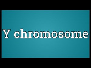 Y chromosome Meaning