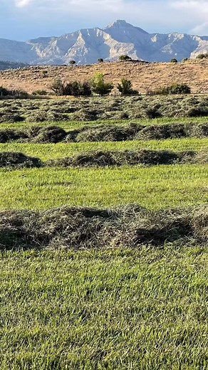 Well the crazy, hot, dry, hay season is a wrap. Bale tomorrow. Even through all the obstacles of a drought, God meet our needs. Thank you Lord!🙏🙏 | Saddle String Ranch JC