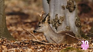 A Deer Resting Among the Leaves