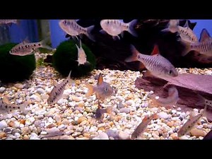 Checkered Barb @ Sweet Knowle Aquatics