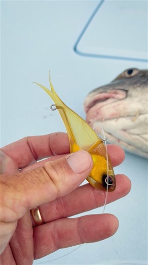 1.6K views · 35 reactions | Time to join the #nomadvibetribe  The...