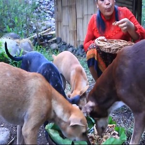 1.6K views | Woman finding & cook chicken for food | Mary Larsen | Facebook