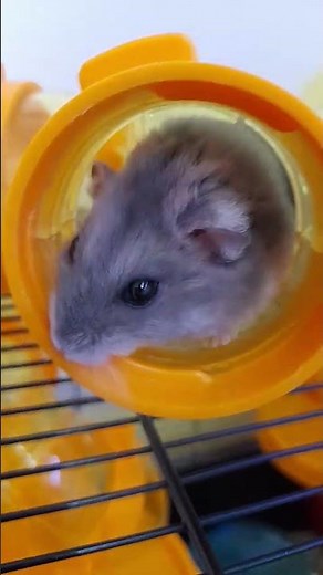 Bibi Jones🐹