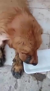 Stray Dog Support Inc. on Reels