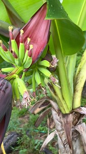 My dwarf Puerto Rican plantains are fruiting ! | Andre The Farmer