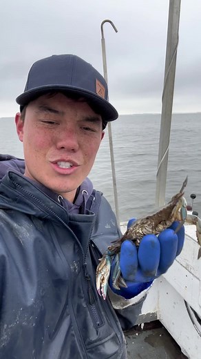 35K views · 829 reactions | Did you know Maryland crabs hibernate? all crabs were paid actors and no crabs were harmed in this video 呂#fvsoutherngirl #bodkinpointseafood #youaintnocrabber #crabs #maryland #seafood | FV Southern Girl Bodkin Point Seafood | Facebook