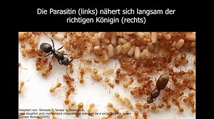 Perfide Vorgehensweise der Parasitin