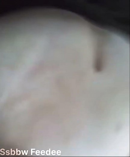 SSBBW Ava at 500 lbs • Big Belly Beauty | Beautiful SSBBW Ava • Big Belly, Big Confidence