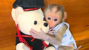 Cute & Tiny Baby Monkey Mano | Monkey Free