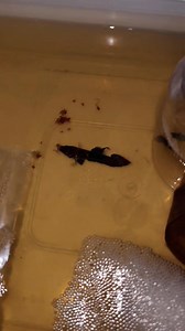 1.9M views · 27K reactions | Ang daming eggs 讀 Sana g00d F@ther siaa  #bettafishlove #HappyBettaKeeping #selfbreed #bettakeeper #bettacare #bettalover | Army of Betta Fish | Facebook