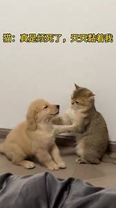 Cutest thing ever❤️ | Kitten Overload