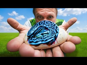 Breeding Plans to Solve Brian Barczyk's Mystery Snake!