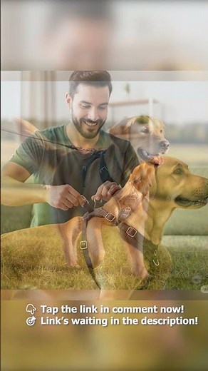 7 Best Leather Dog Harnesses for Premium Comfort (Ultimate Guide 2025!)