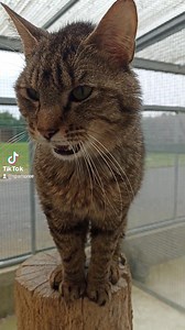 POURQUOI ADOPTER UN CHAT ADULTE ? Certains de nos chats n’ont connu que la rue, d’autres ont été abandonnés directement au refuge, et pourtant, malgré leur histoire, ils n’attendent que de l’affection et un foyer aimant dès à présent. Ils leurs reste de nombreuses années à partager avec vous car un chat vit en moyenne 15 à 20 ans ! Pendant la période de croissance du chat, les caractéristiques comportementales peuvent être amenées à changer. Il est donc difficile d'évaluer le caractère que l'ani