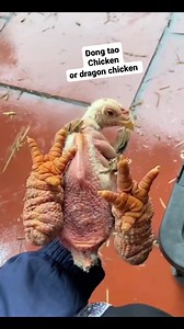 Dong tao chicken originated In Hanoi Vietnam #dongtaochicken #dongtaovillage #mostexpensivechicken @followers Absalon Alejandrino | Amelita Nierra Alejandrino | Facebook