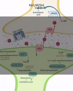 Endocannabinoid System The endocannabinoid system (ECS) is a complex signaling system in the human body that plays a role in regulating various physiological and cognitive processes. It consists of cannabinoid receptors, endocannabinoids, and enzymes involved in the synthesis and degradation of endocannabinoids. The ECS is involved in processes such as pain sensation, mood regulation, appetite, and immune function. #cbd #endocrine #brainhealrh #endocannabinoid #brain | NourishDoc | Facebook