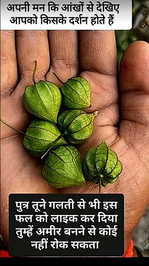 पुत्र इस फल को देखकर इग्नोर ना करें 🥰😍🥰