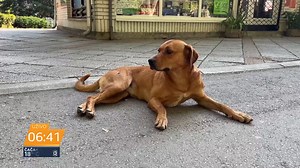 3.9K views · 14 reactions | “Pas sa ulice ujeo dete”, “Pas napao...