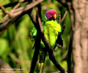1.8K views · 194 reactions | A Plum-headed parakeet preening its...