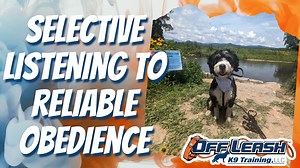 Tessa is a 1 year old Berne-doodle that came to us with some selective listening Issues. She had a strong foundation of basic commands, but was so head strong and would only listen to those commands, when she felt like It. one of Tessa's favorite things to do Is play In the river, but when her mom called her back, her recall was very unreliable. In addition to the unreliable commands, Tessa had a tendency to pull on the leash, and jump up on new people to say hello. After her Board & Train, Tess