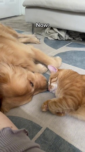 Who's Cutting Onions? 😭😭💧💧 Funny Cat & Dog Moments