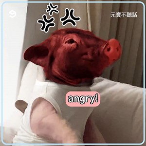 7.4K views · 383 reactions | the chance of your pig killing you is low but never zero | 9GAG Aww | Facebook