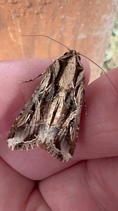 This moth was feeling the chill one morning. The rapid twitching of the wings helps warm up its flight muscles. Photo Credit: Mark LaSalle | Mississippi Museum of Natural Science
