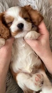 🏡🐾 Raised in a nurturing home environment, our Cavalier King puppies are now fully prepared to transition into their forever families. We couldn’t be prouder of them. #HomeRaisedPuppies #CavalierLove | Cavalier king Charles spaniel puppies for adoption
