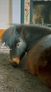 27K views · 3.6K reactions | Honey where’s my slippers???    | The Adventures Of Patrick The Pony | Facebook