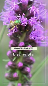 Blazing star (also called gayfeather) is a buzzworthy addition to any pollinator garden. 💜🐝 P.S. The seeds will also attract birds! 🐦👍️ | Beesponsible