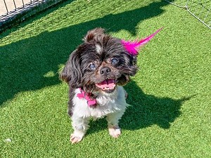 Happy update, Angie has been rescued by Silver Linings Rescue Ranch 4/6/24❤ To honor your pledge or make a donation, options below. Paypal: @silverliningsranch Venmo: @silverliningsrescueranch Credit card: silverliningsrescueranch.org Thank you! UPDATE, THIS SENIOR GIRL HAS BEEN PUT ON THE EUTHANASIA LIST!!!!! A rescue needs to contact the shelter immediately!!! Save Angie!!! Senior, Havanse sweetie came in as a stray. Hernia, heart murmur, cough, etc. Will need rescue when retention is met 3/28