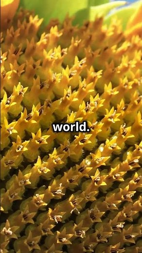 Fibonacci Sequence in Nature 🌱 #Mathematics #Nature #Fibonacci #Science #Patterns