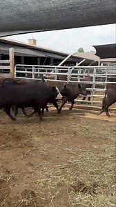 Barboursville Farms, 61 steers averaging 561, light flesh, preconditioned and natural, working cattle ready to gain!! | Senterfitt & VA Cattle Companies