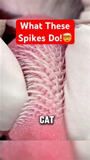 Why Cat Tongues Have Tiny Hooks