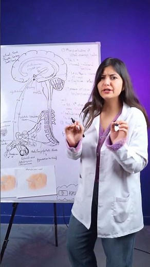 How Semen Travels Through Your Body | Dr Sonali