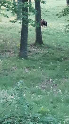 Exploring a Brown Bear in Its Natural Habitat