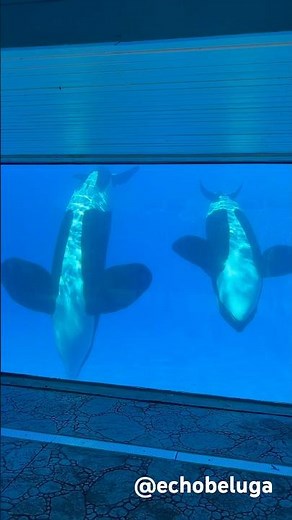 These fluke flings hit different when seen from underwater 🤩🐳