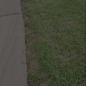 70K views · 559 reactions | Litter of red bellied black snakes from a property at Mittagong . I don’t normally wear gloves ( bitch mittens) but it was the easiest & safest option . Even at this age can give you a nasty nip  #southernhighlandssnakecatchers #snakecatcher #southernhighlandsnsw #mittagong #reptile #Relocation #aussieelapid #redbelliedblacksnake | Southern highlands & south coast snake catchers | Facebook