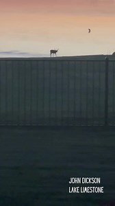 6K views · 154 reactions |  The wildlife at Lake Limestone is as...