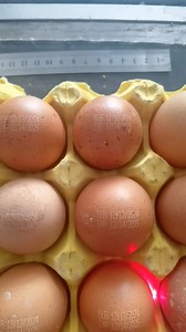 3.8K views · 30 reactions | Egg automatic coding machine #codingmachine #eggcodingmachine | Henan Cyril Machinery Equipment Co.,LTD | Facebook