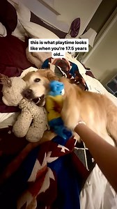 17 going on 7 🥹 Jake still loves his toys, play time just looks a little different these days 🧸🤍🐾 #seniordog #seniordogsofinstagram #dogoftheday #olddogs #dogsofinstagram #dogmom #doglover #goldensofinstagram | Tasha Ryland