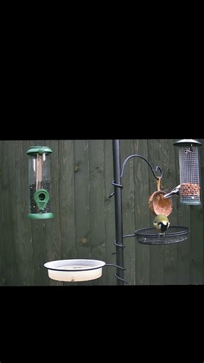 The Intelligence of Great Tits: Watch This Bird Use Its Feet Like Hands!