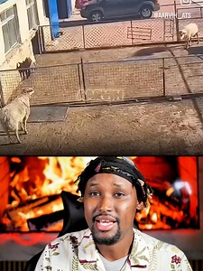 1K views | Daawo Muuqaal Shake Kaa Galin Doona Caqliga Somalida & Caqliga Labadaan Xayawaan | Calanka24.com | Facebook