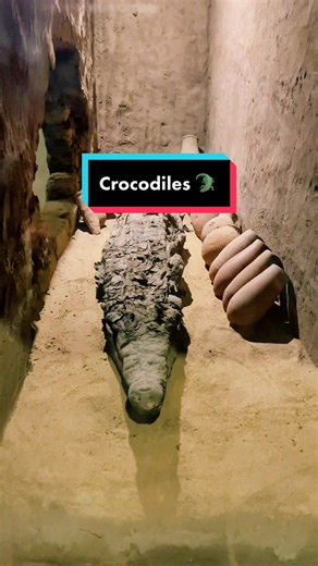 2.5K views · 72 reactions | The Crocodile Museum  in Kom Ombo Egypt #sam_mayfair #Travel #SoloTravel #TravelAdvice #Egyptology #Archaeology #AncientHistory #GuidedTours #crocodile | Sam Mayfair | Facebook