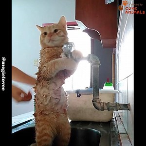 3.4M views · 36K reactions | The first time I've seen calm down cat when taking a shower  | Cute Animals | Facebook