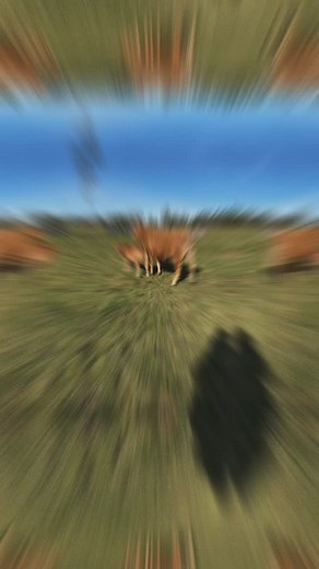 Big dog spritz 🔥✨ #france #francefarming #limousinecattle #farming #calving #cattle | Grif Limo