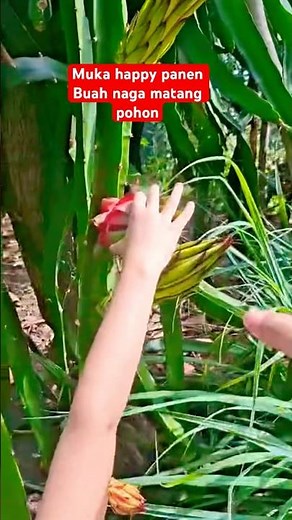 Harvesting dragon fruit behind the house🇮🇩 #subscribe #shorts #short #shortvideo #shortsfeed #dra...
